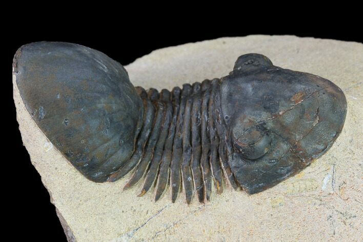 Paralejurus Trilobite - Morocco #165960